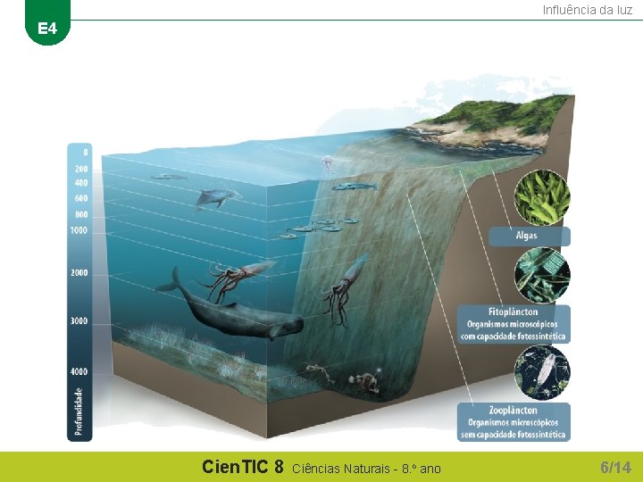 Influência da luz E 4 Cien. TIC 8 Ciências Naturais - 8. o ano