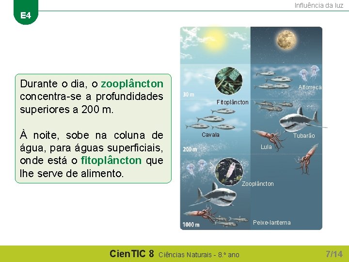 Influência da luz E 4 Durante o dia, o zooplâncton concentra-se a profundidades superiores