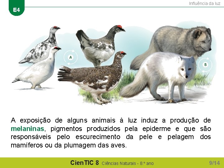 Influência da luz E 4 A exposição de alguns animais à luz induz a