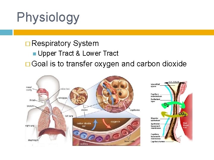 Physiology � Respiratory Upper � Goal System Tract & Lower Tract is to transfer