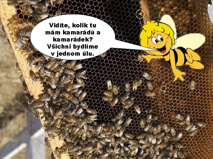 Vidíte, kolik tu mám kamarádů a kamarádek? Všichni bydlíme v jednom úlu. 