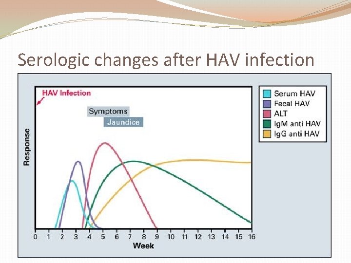 Serologic changes after HAV infection 