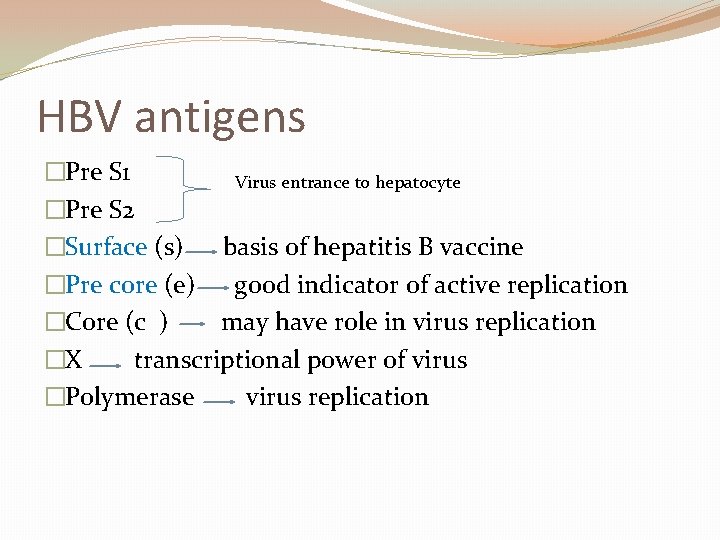 HBV antigens �Pre S 1 Virus entrance to hepatocyte �Pre S 2 �Surface (s)