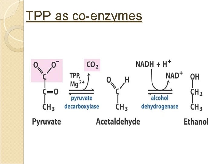 TPP as co-enzymes 