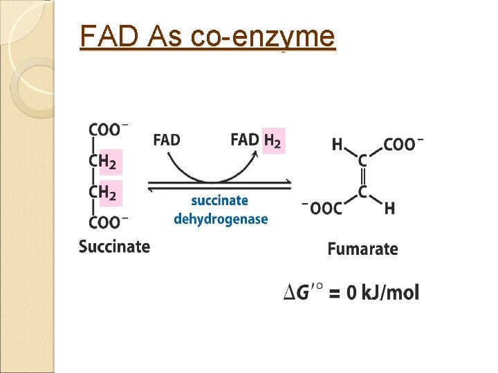 FAD As co-enzyme 