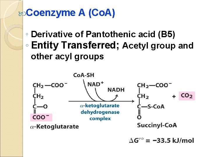  Coenzyme A (Co. A) ◦ Derivative of Pantothenic acid (B 5) ◦ Entity