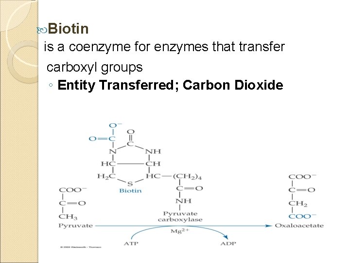 Coenzymes and cofactors activity in enzymes Many Enzymes