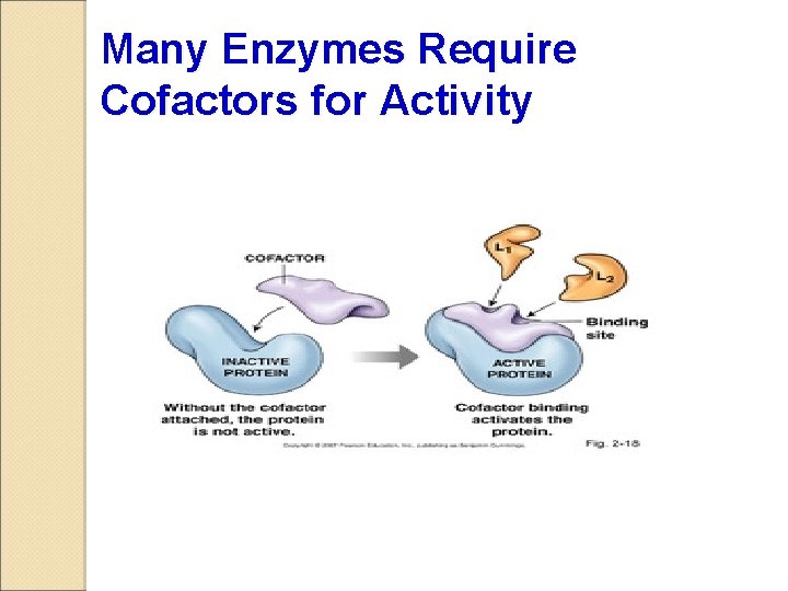 Many Enzymes Require Cofactors for Activity 