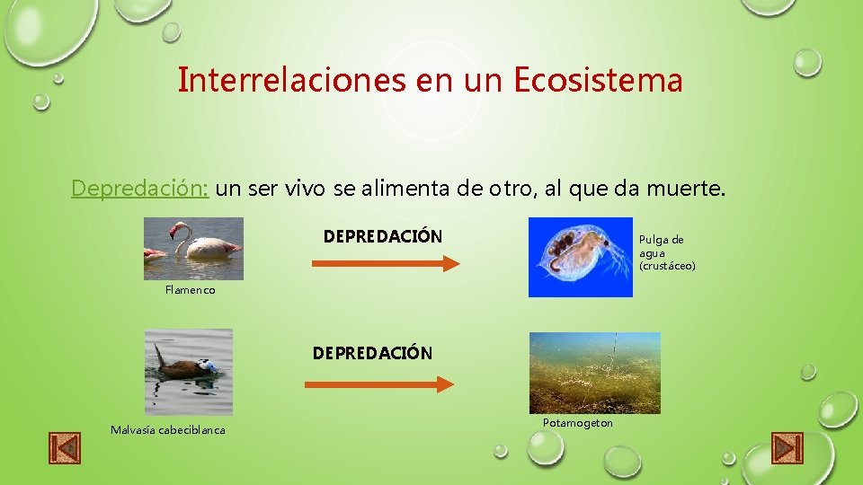 Interrelaciones en un Ecosistema Depredación: un ser vivo se alimenta de otro, al que