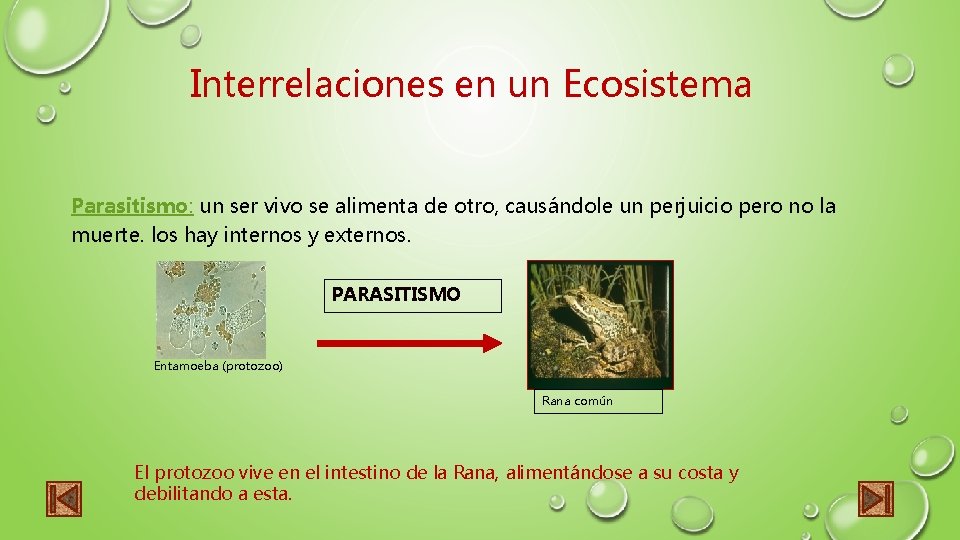 Interrelaciones en un Ecosistema Parasitismo: un ser vivo se alimenta de otro, causándole un