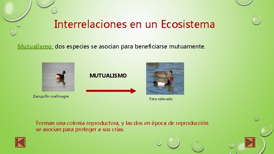 Interrelaciones en un Ecosistema Mutualismo: dos especies se asocian para beneficiarse mutuamente. MUTUALISMO Zampullín