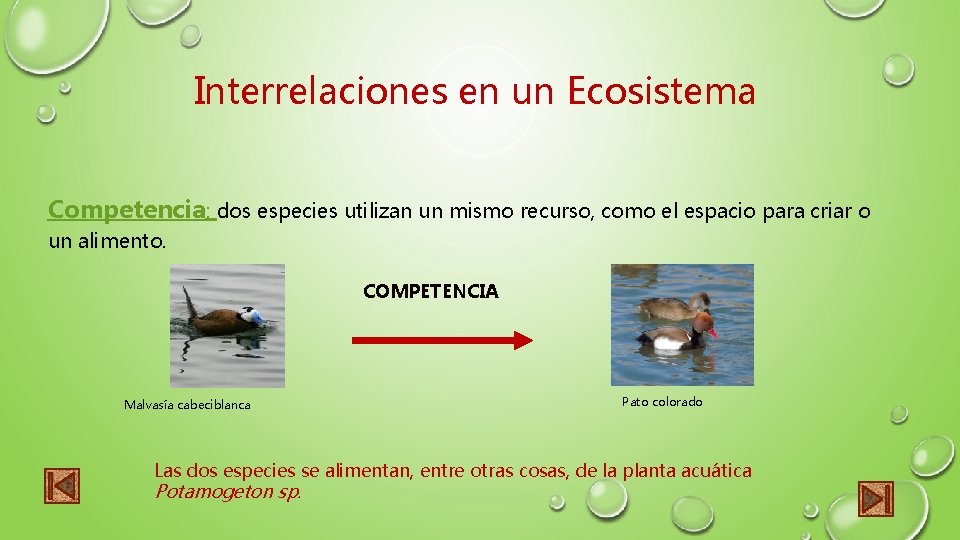 Interrelaciones en un Ecosistema Competencia: dos especies utilizan un mismo recurso, como el espacio
