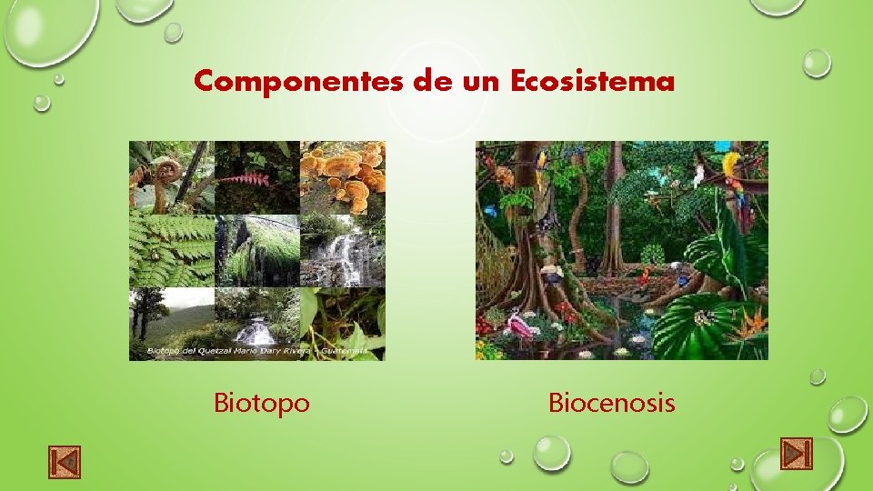 Componentes de un Ecosistema Biotopo Biocenosis 