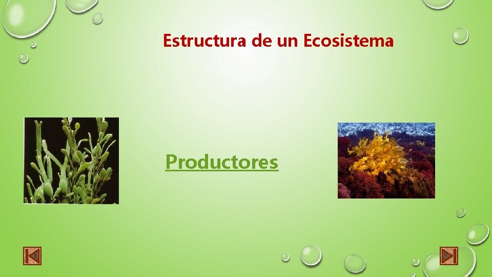 Estructura de un Ecosistema Productores 