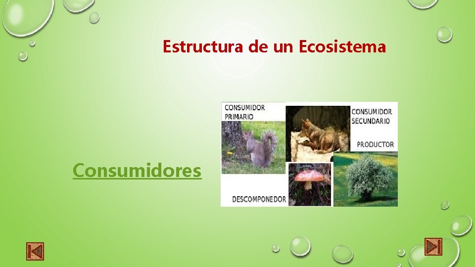Estructura de un Ecosistema Consumidores 