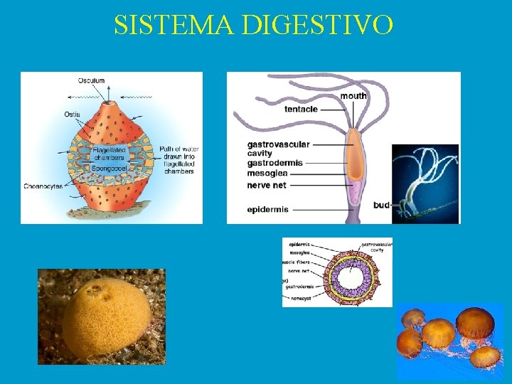 SISTEMA DIGESTIVO 