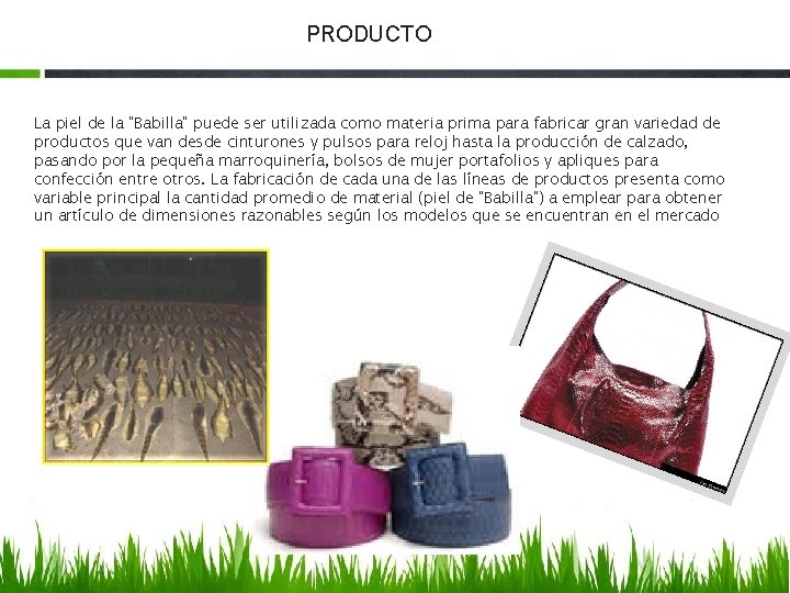 PRODUCTO La piel de la "Babilla" puede ser utilizada como materia prima para fabricar