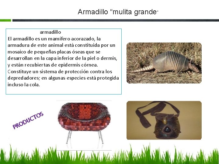 Armadillo “mulita grande” armadillo El armadillo es un mamífero acorazado, la armadura de este