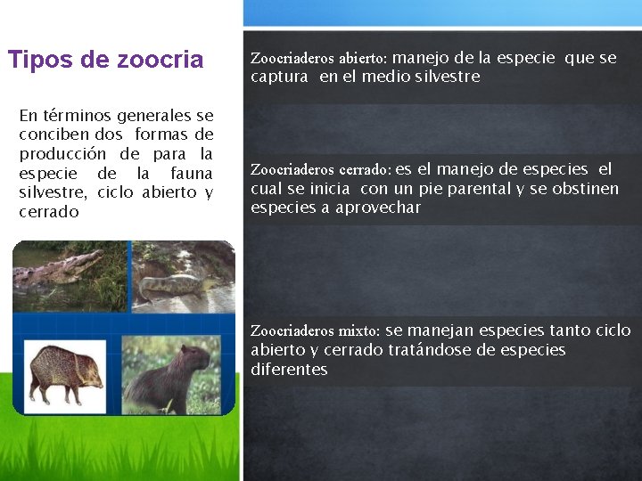 Tipos de zoocria En términos generales se conciben dos formas de producción de para