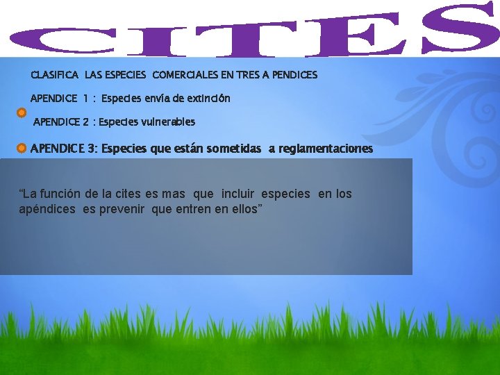 CLASIFICA LAS ESPECIES COMERCIALES EN TRES A PENDICES APENDICE 1 : Especies envía de