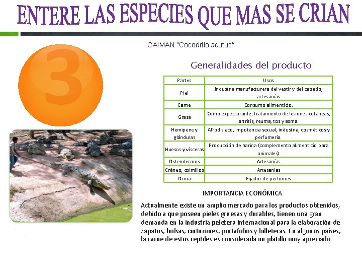 3 CAIMAN “Cocodrilo acutus” Generalidades del producto Partes Usos Piel Industria manufacturera del vestir