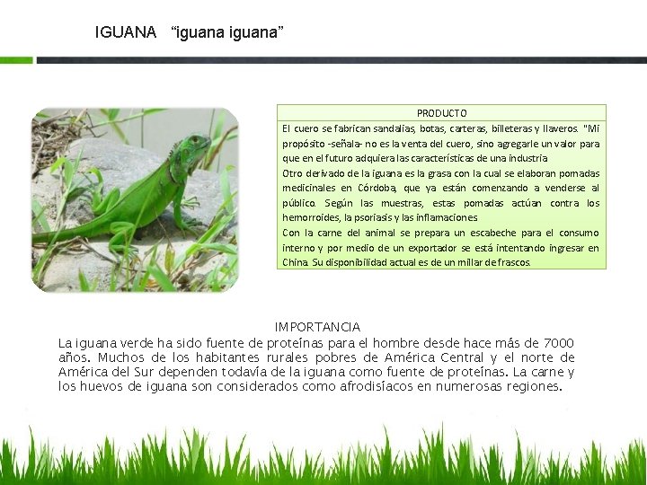 IGUANA “iguana” PRODUCTO El cuero se fabrican sandalias, botas, carteras, billeteras y llaveros. "Mi