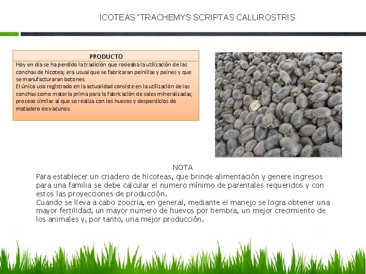 ICOTEAS “TRACHEMYS SCRIPTAS CALLIROSTRIS PRODUCTO Hoy en día se ha perdido la tradición que