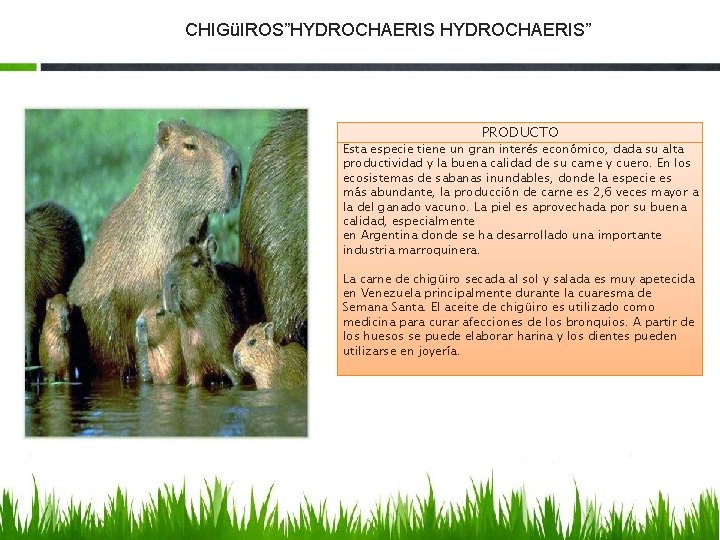 CHIGüIROS”HYDROCHAERIS” PRODUCTO Esta especie tiene un gran interés económico, dada su alta productividad y