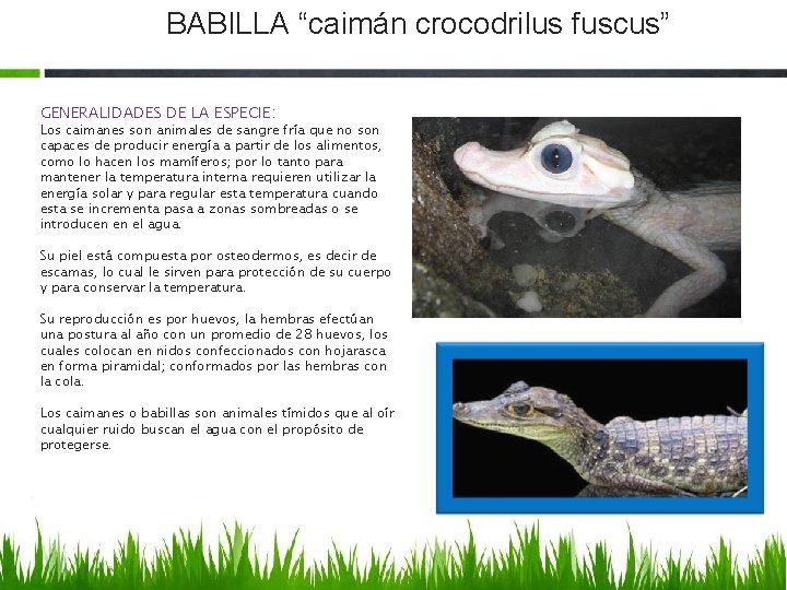BABILLA “caimán crocodrilus fuscus” GENERALIDADES DE LA ESPECIE: Los caimanes son animales de sangre