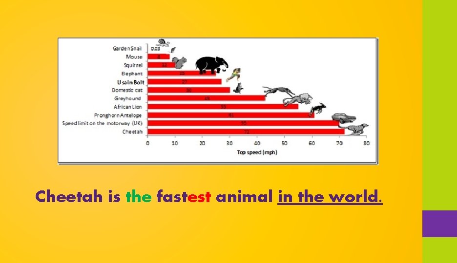 Cheetah is the fastest animal in the world. 