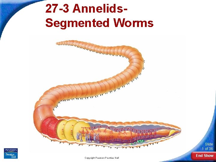 27 -3 Annelids. Segmented Worms Slide 1 of 36 Copyright Pearson Prentice Hall End