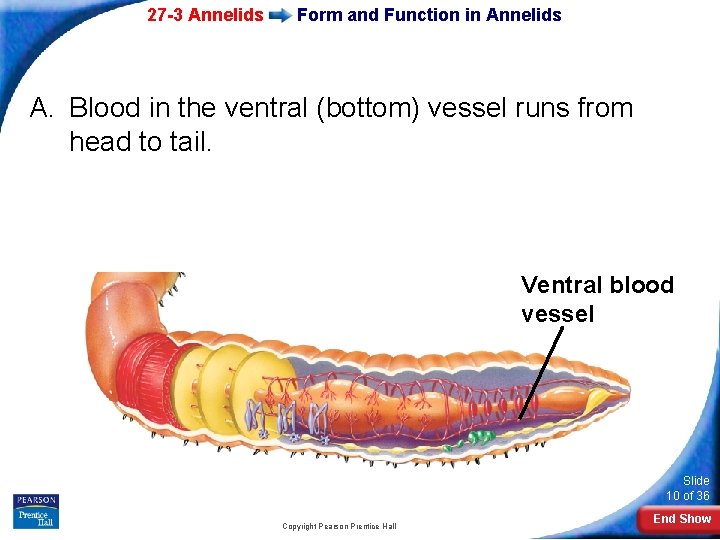 27 -3 Annelids Form and Function in Annelids A. Blood in the ventral (bottom)