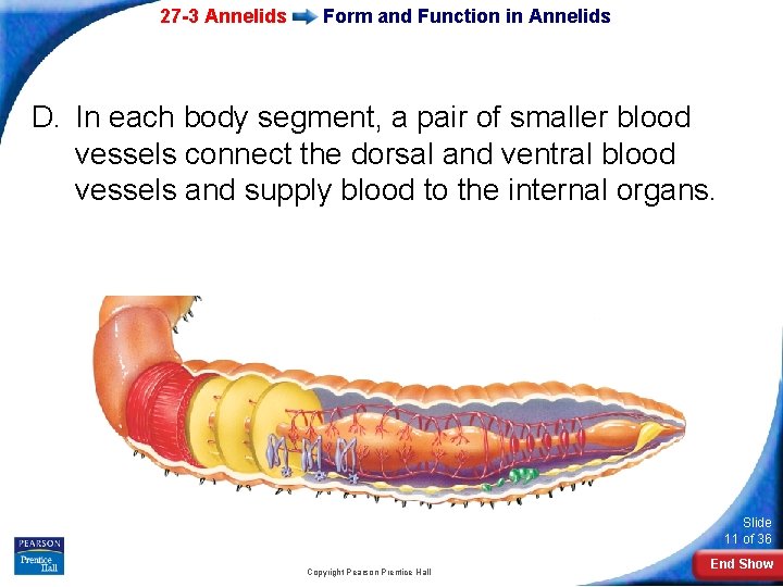27 -3 Annelids Form and Function in Annelids D. In each body segment, a