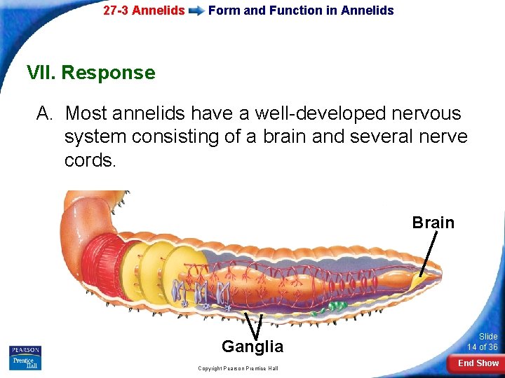 27 -3 Annelids Form and Function in Annelids VII. Response A. Most annelids have