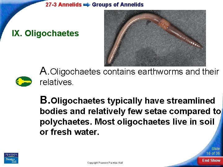 27 -3 Annelids Groups of Annelids IX. Oligochaetes A. Oligochaetes contains earthworms and their