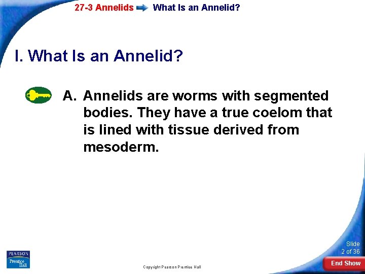 27 -3 Annelids What Is an Annelid? I. What Is an Annelid? A. Annelids