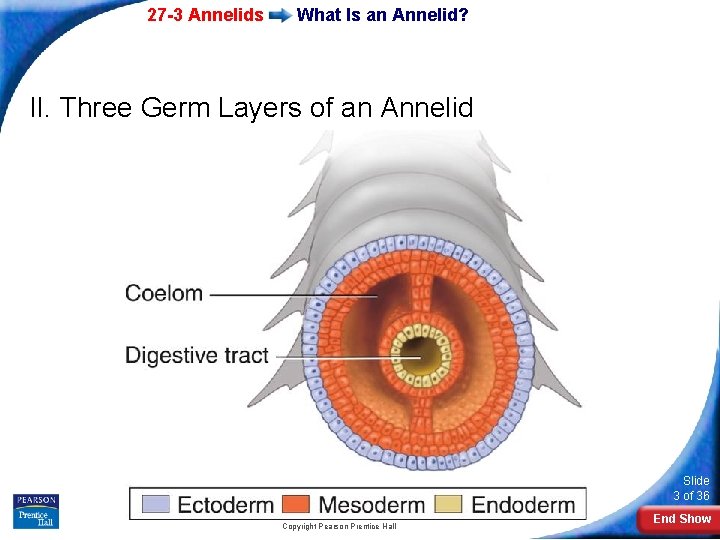 27 -3 Annelids What Is an Annelid? II. Three Germ Layers of an Annelid