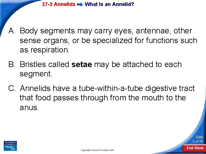 27 -3 Annelids What Is an Annelid? A. Body segments may carry eyes, antennae,