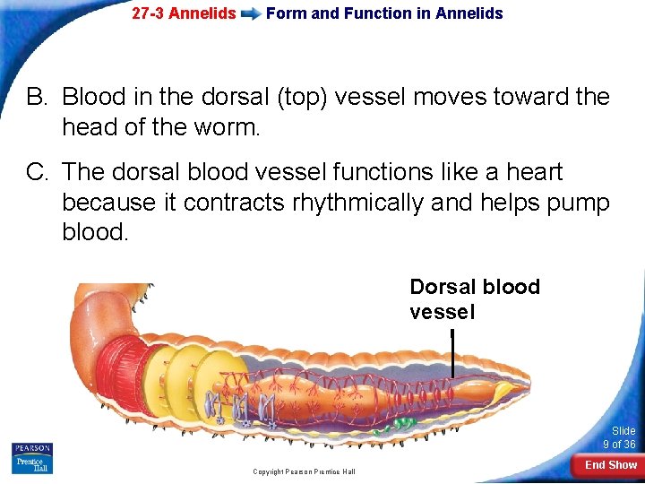 27 -3 Annelids Form and Function in Annelids B. Blood in the dorsal (top)