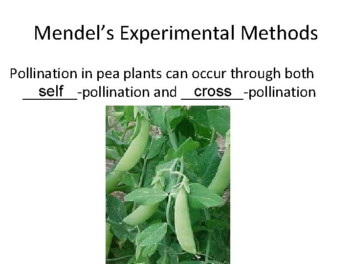 Mendel’s Experimental Methods Pollination in pea plants can occur through both self cross _______-pollination Mendel’s Experimental Methods Pollination in pea plants can occur through both self cross _______-pollination