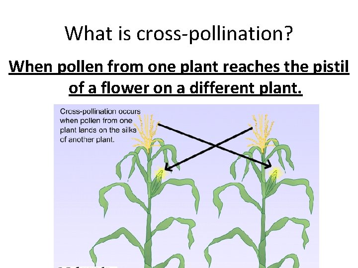 What is cross-pollination? When pollen from one plant reaches the pistil of a flower What is cross-pollination? When pollen from one plant reaches the pistil of a flower
