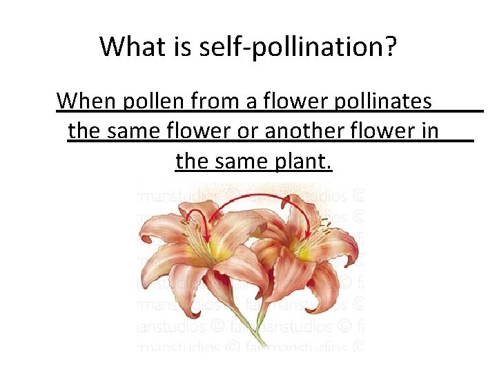 What is self-pollination? When pollen from a flower pollinates the same flower or another What is self-pollination? When pollen from a flower pollinates the same flower or another