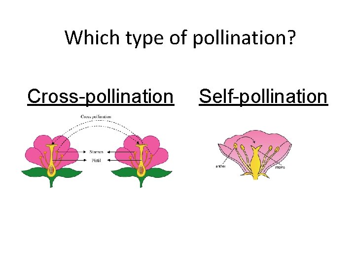 Which type of pollination? Cross-pollination Self-pollination Which type of pollination? Cross-pollination Self-pollination