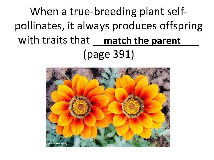 When a true-breeding plant selfpollinates, it always produces offspring with traits that _________ match When a true-breeding plant selfpollinates, it always produces offspring with traits that _________ match
