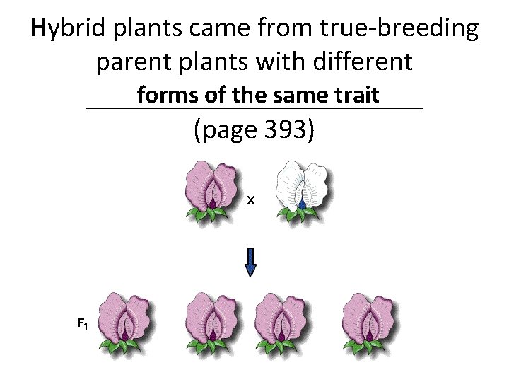 Hybrid plants came from true-breeding parent plants with different forms of the same trait Hybrid plants came from true-breeding parent plants with different forms of the same trait