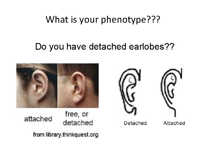 What is your phenotype? ? ? Do you have detached earlobes? ? What is your phenotype? ? ? Do you have detached earlobes? ?