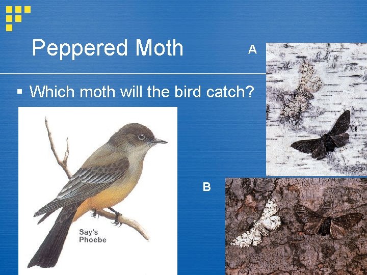 Peppered Moth A § Which moth will the bird catch? B Peppered Moth A § Which moth will the bird catch? B