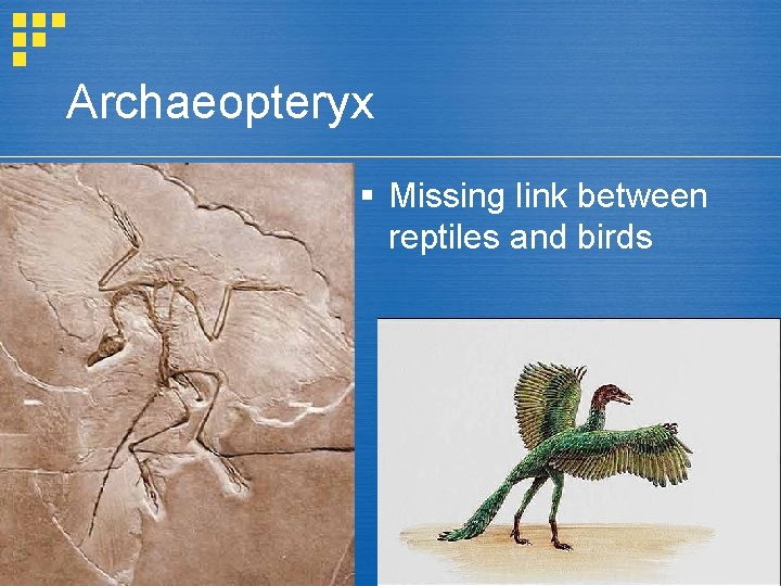Archaeopteryx § Missing link between reptiles and birds Archaeopteryx § Missing link between reptiles and birds