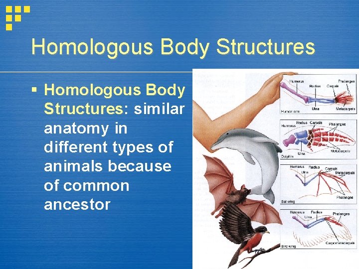 Homologous Body Structures § Homologous Body Structures: Structures similar anatomy in different types of Homologous Body Structures § Homologous Body Structures: Structures similar anatomy in different types of