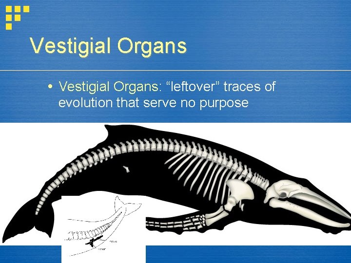 Vestigial Organs Vestigial Organs: “leftover” traces of evolution that serve no purpose Vestigial Organs Vestigial Organs: “leftover” traces of evolution that serve no purpose